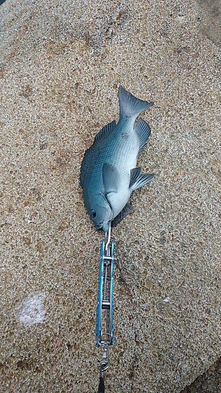 みぞれが降る爆風の中での釣行