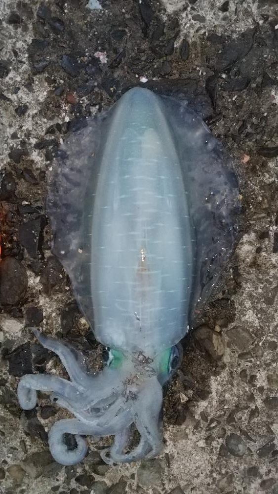 アオリイカエギング