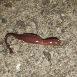 冷え込み厳しく激シブメバリング