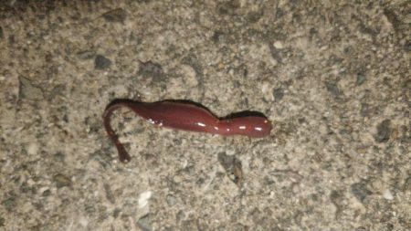 冷え込み厳しく激シブメバリング