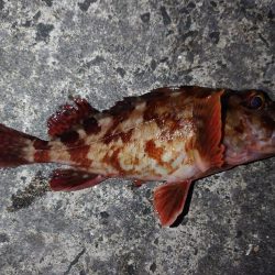 久しぶりの釣行。