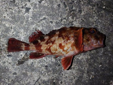 久しぶりの釣行。