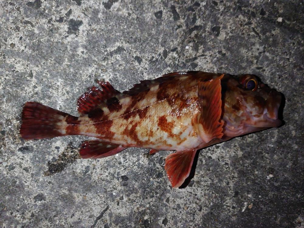 久しぶりの釣行。