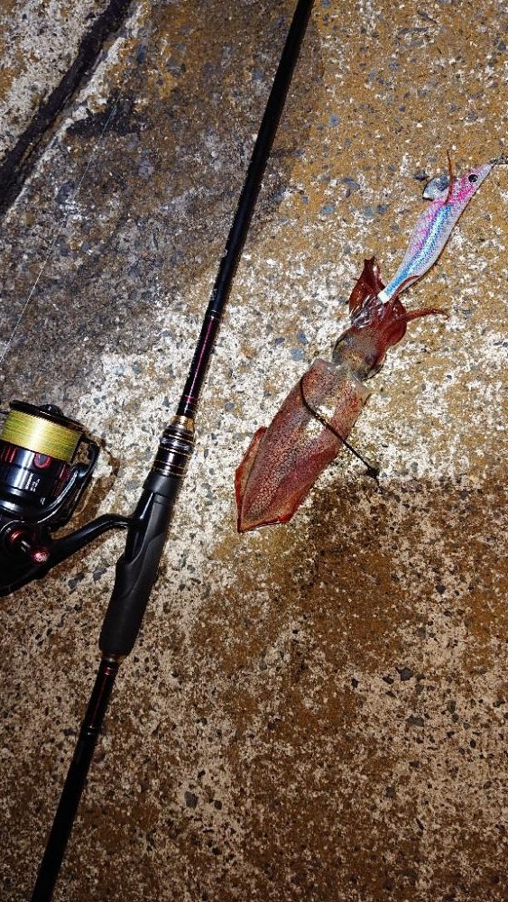 対馬エギング釣果……⑯