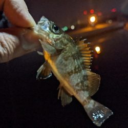 初めて使うルアーで