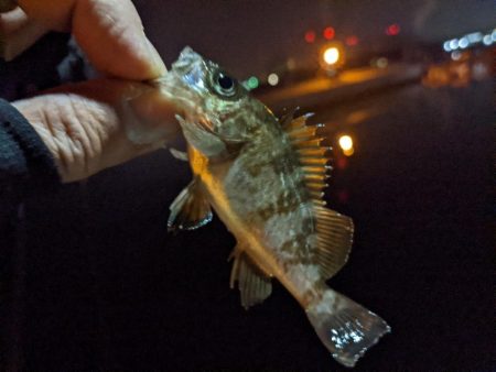 初めて使うルアーで