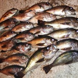 メバルですが。