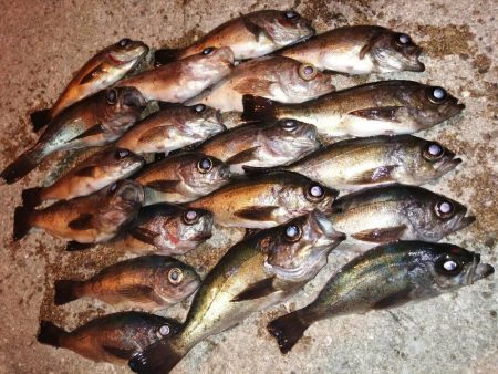 メバルですが。