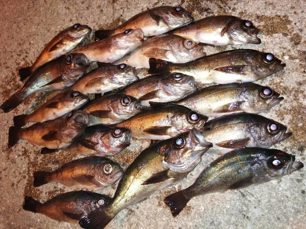 メバルですが。