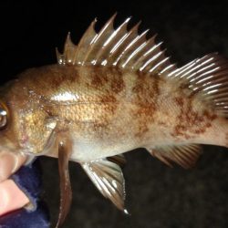 雪の降る極寒メバリング