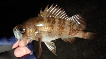 雪の降る極寒メバリング