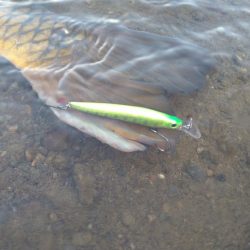 サクラマス釣行で80センチオーバー