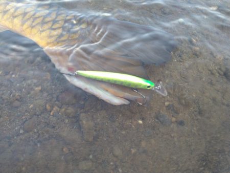 サクラマス釣行で80センチオーバー