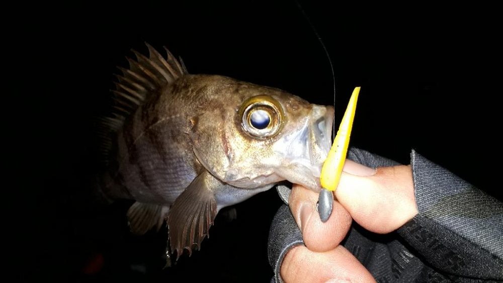 性懲りもなく淡路島！