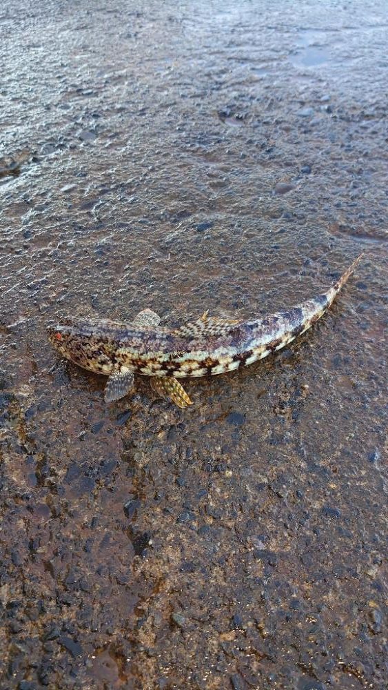 周りが釣れていない中で