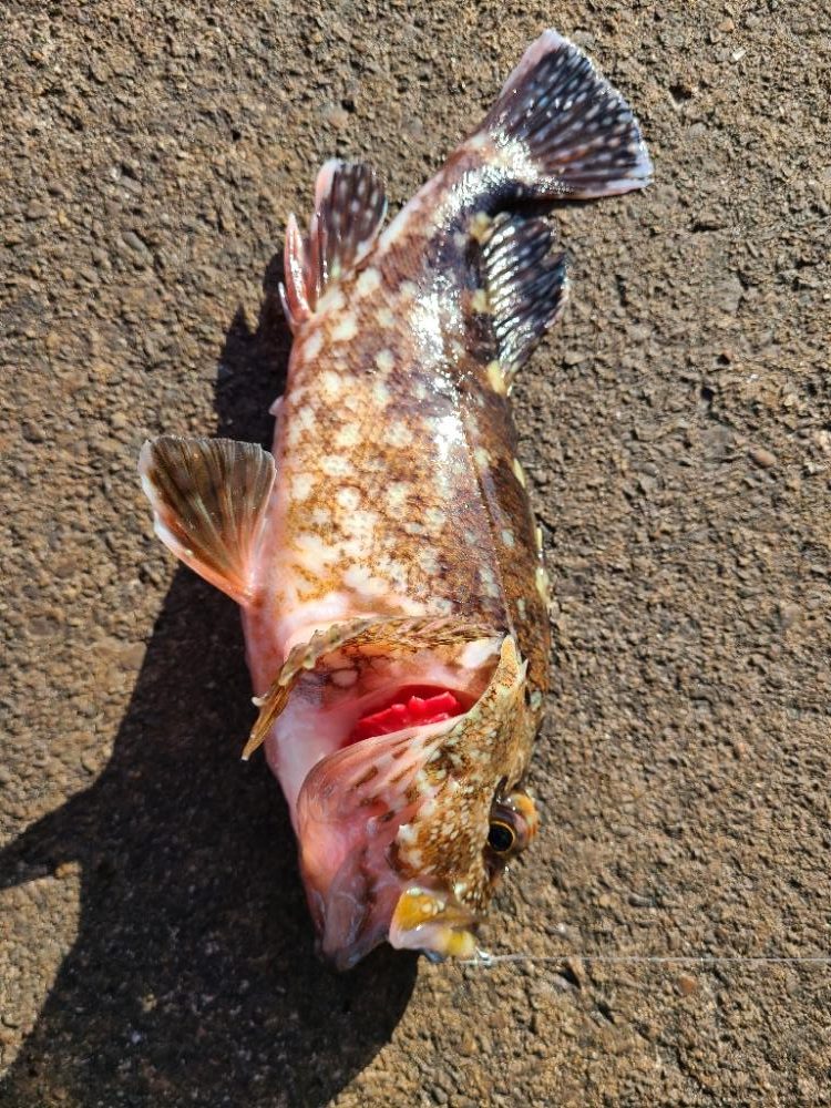 ガッシーは好調