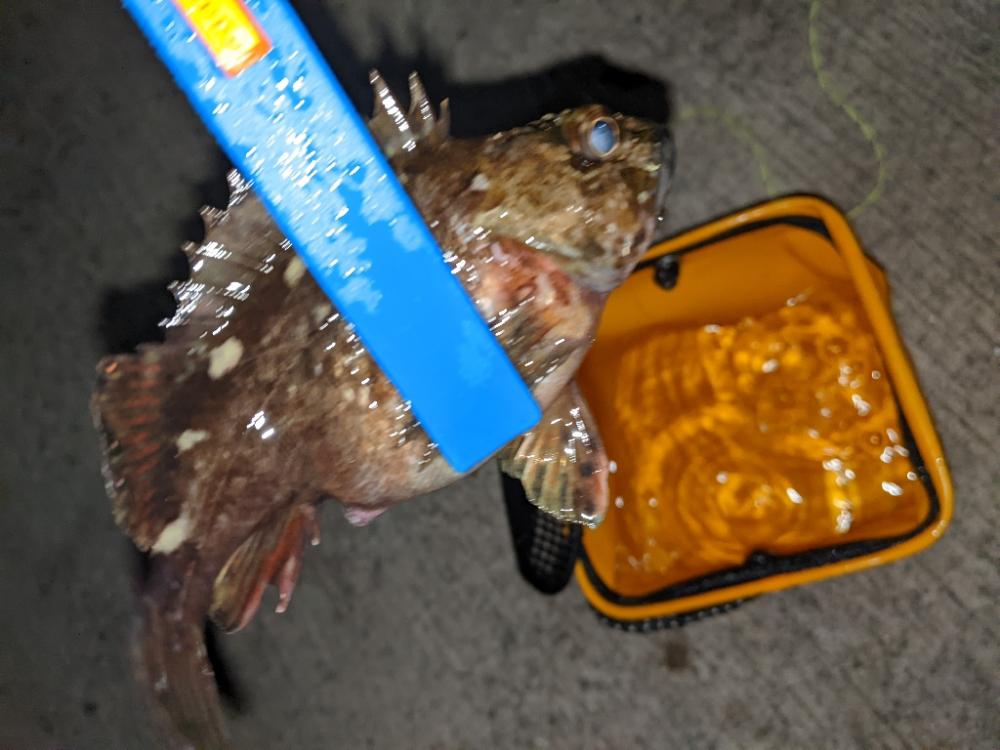 一匹までが遠い