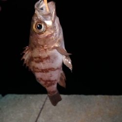 泉州メバリングリベンジ