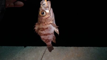 泉州メバリングリベンジ