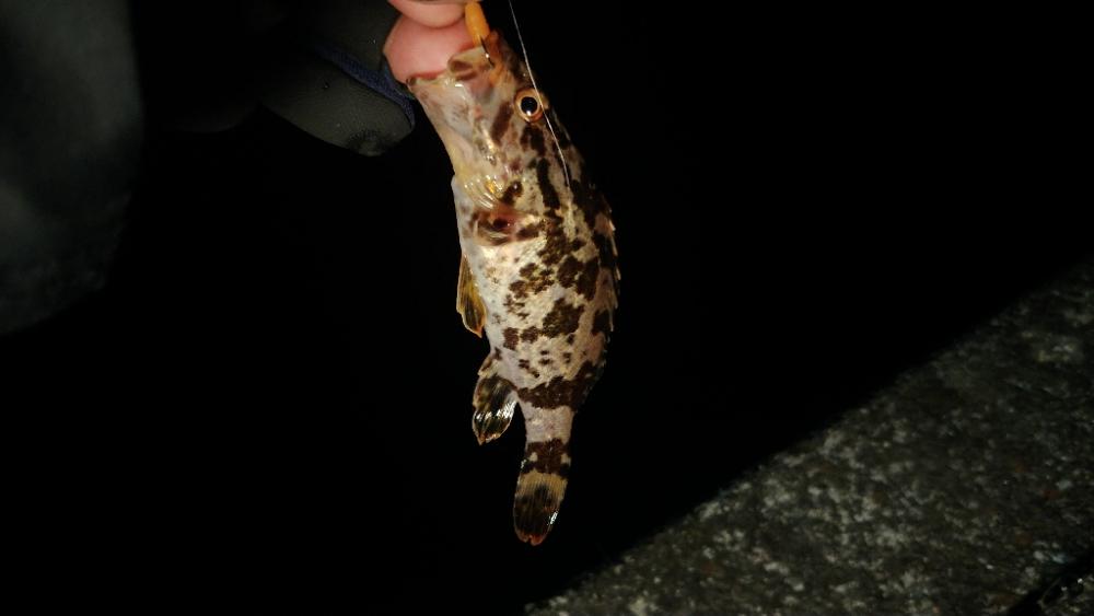 今日もミニマム!泉州メバリング