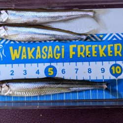 愛知県入鹿池ボート ワカサギ釣り！