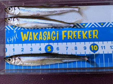 愛知県入鹿池ボート ワカサギ釣り！