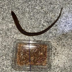 冬でもアナゴは絶好調!