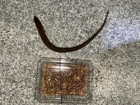 冬でもアナゴは絶好調!