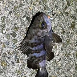 姫路網干周辺でメバリング！アミパターン攻略には最強ワーム！！