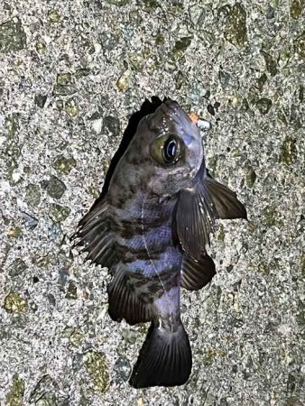 姫路網干周辺でメバリング！アミパターン攻略には最強ワーム！！