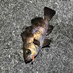 アミパターンメバルを最強アイテムで釣る！