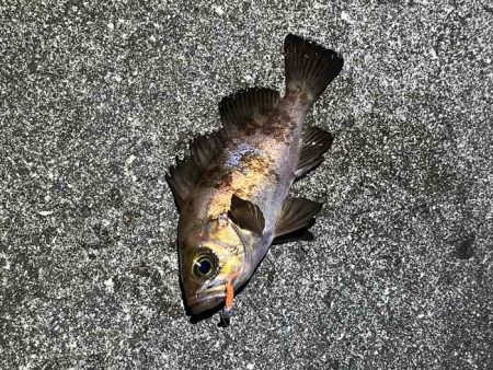 アミパターンメバルを最強アイテムで釣る！