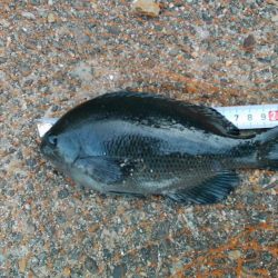 長橋でビックリ！！大物現る