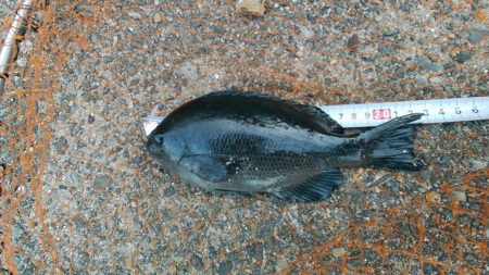 長橋でビックリ！！大物現る