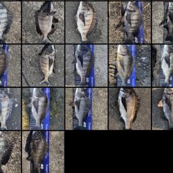 イチノ兄弟、釣果!