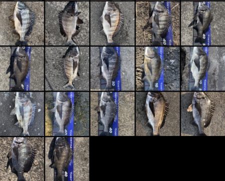 イチノ兄弟、釣果!