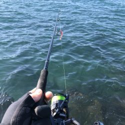 マイクロベイトパターン青物からのフラットさん