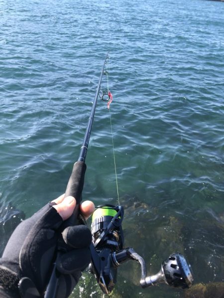 マイクロベイトパターン青物からのフラットさん