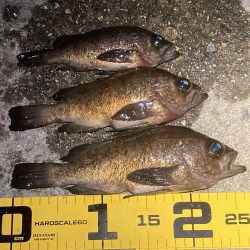 アワジング投稿再開します!