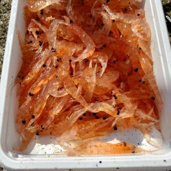 それでもやっぱり会いに行く。