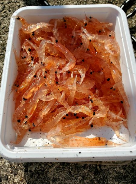 それでもやっぱり会いに行く。