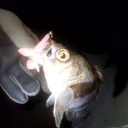 ショートバイト