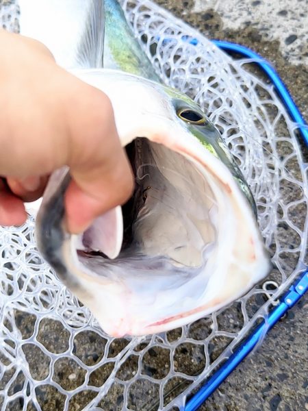 ノマセで90オーバーブリ