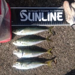 アジ不作のこの約2週間。。。 冷蔵庫内の在庫が危機的状況になり早朝からGO!!