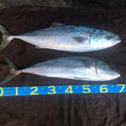 青物トップ最高