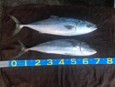 青物トップ最高