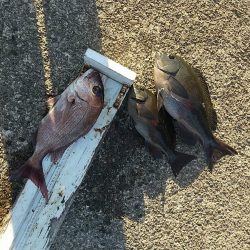 和歌山市江(吉丸渡船)で磯フカセ