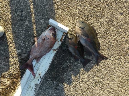 和歌山市江(吉丸渡船)で磯フカセ