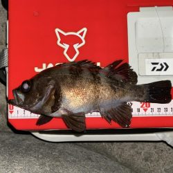 メバリングフロート