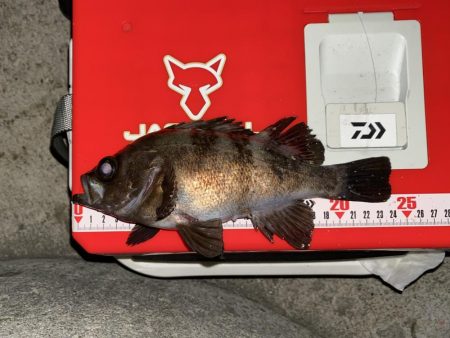 メバリングフロート